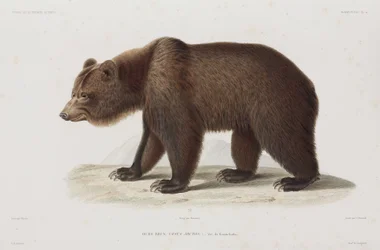 Braunbär, Kamtschatka, Russland