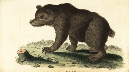 Braunbär, Ursus arctos