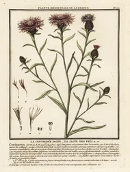 Wiesen-Flockenblume, Centaurea jacea