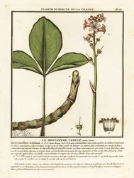Fieberklee, Menyanthes trifoliata