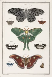 Schmetterlinge