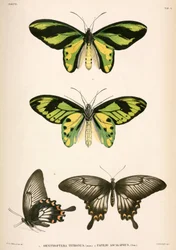 Schmetterlinge, Indonesien