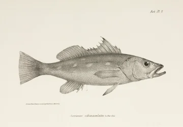 Camotillo, Pazifischer Ozean, ca. 1832-1836