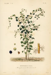 Kanadische Mondkern oder Gelbe Parilla, Menispermum canadense, Menisperme du Canada