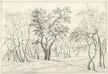 Cannock Chase (Zeichnung)