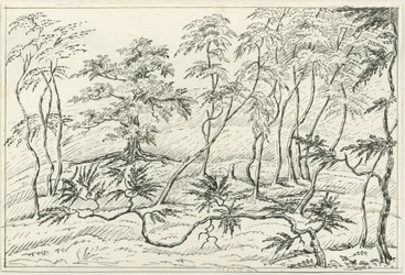 Cannock Chase (Zeichnung)