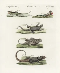 Kap-Gürtelschildechse (Afrikanischer Saurier), Cordylus cordylus 1, Cuvier