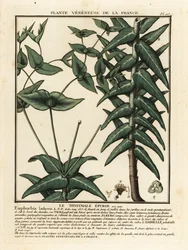 Kaperwolfsmilch, Euphorbia lathyris