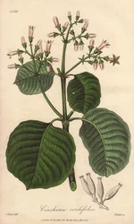 Cartagena-Rinde, Cinchona cordifolia