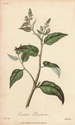 Cascarilla (Croton eleuteria) - Illustration aus „Medical Botanical, Description of the Medicinal Plants of London, Edinburgh and Dublin“ von John Stephenson und James Morss Churchill