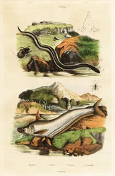 Wels, Zwergsirene, Wespe und Käfer