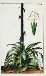 Jahrhundertpflanze, Agave americana