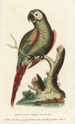 Kastanienfront-Ara, Ara severus. Brasilianischer grüner Ara. Illustration kopiert von George Edwards. Handkolorierte Kupferstichgravur aus "The Naturalist