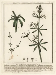 Kletten-Labkraut, Galium aparine