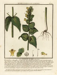 Kleiner Klappertopf, Rhinanthus crista-galli.