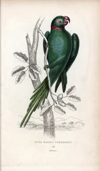 Halsbandsittich, Psittacula krameri. Psittacus torquatus. Lithographie von Joseph Kidd, basierend auf einer Zeichnung von John Audubon, in Miscellany of Natural History: Parrots, Sir Thomas DiK Lauder und Captain Thomas Brown, veröffentlicht in Edinburgh, 