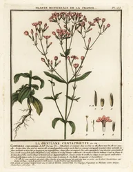 Tausendgüldenkraut, Centaurium erythraea