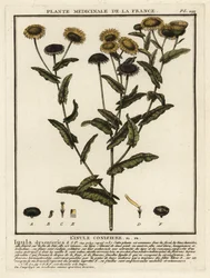 Gemeines Flohkraut, Pulicaria dysenterica