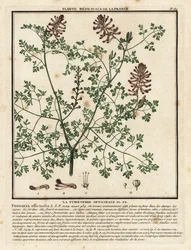 Erdrauch, Fumaria officinalis