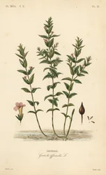 Gnadenkraut, Gratiola officinalis