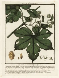 Gewöhnlicher Hopfen, Humulus lupulus