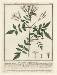 Echter Jasmin, Jasminum officinale