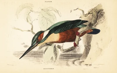 Eisvogel, Alcedo atthis (Stich)