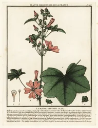 Wilde Malve, Malva sylvestris