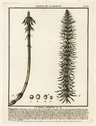 Gewöhnlicher Tannenwedel, Hippuris vulgaris