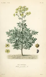 Weinraute
