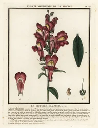 Löwenmaul, Antirrhinum majus
