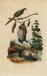 Gewöhnlicher Schneider, Orthotomus sutorius mit Nest, Brennnessel, Urtica dioica und Erdferkel, Orycteropus afer