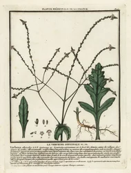 Echtes Eisenkraut, Verbena officinalis