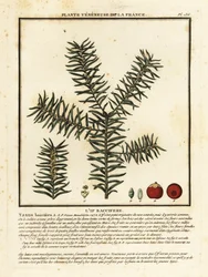 Gemeine Eibe oder Englische Eibe, Taxus baccata