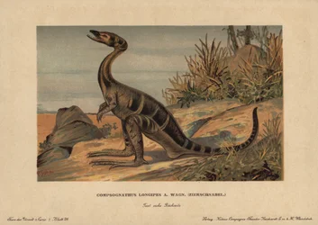 Compsognathus longipes, eine Gattung kleiner zweibeiniger Dinosaurier des Jura. Chromolithographie von F. John (Serie prähistorische Tiere der Reichardt-Kakao-Gesellschaft), ursprünglich veröffentlicht in 