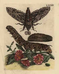 Windenschwärmer, Raupe und Puppe mit Ackerwinde