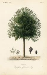 Kopaivabaum, Copaifera officinalis