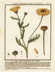 Korn-Ringelblume, Glebionis segetum