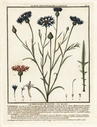 Kornblume, Cyanus segetum