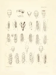 Kräne und Zähne verschiedener Nagetiere, beschrieben von Charles Darwin während seiner Erkundungsreise an Bord der Beagle. Tafel aus „The Zoology of the voyage of H.M.S. Beagle under the command of Captain Fitzroy during the years 1832 to 1836“