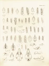 Schädel und Zähne verschiedener Nagetiere beschrieben von Charles Darwin während seiner Erkundungsreise an Bord der Beagle. Tafel aus „The Zoology of the voyage of H.M.S. Beagle under the command of Captain Fitzroy during the years 1832 to 1836“ bearbeitet