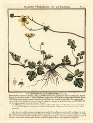 Kriechender Hahnenfuß, Ranunculus repens