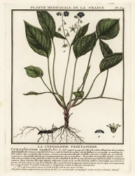 Kriechender Nabelwurz, Omphalodes verna