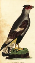 Schopfkarakara, Caracara plancus (Kupferstich)