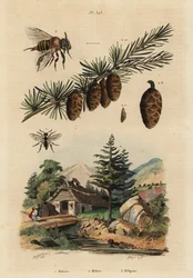 Kuckucksbiene, Melecta albifrons 1, Europäische Lärche, Larix decidua 2, und stachellose Melipona-Honigbiene, Melipona favosa 3