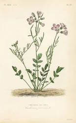 Wiesenschaumkraut, Cardamine pratensis
