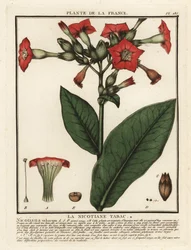 Virginischer Tabak, Nicotiana tabacum