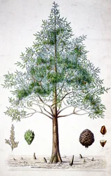 Zypressenbaum, spätes 19. Jahrhundert