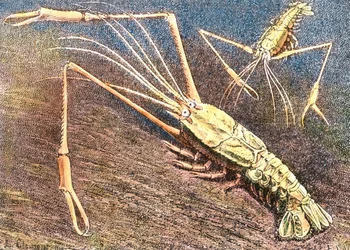 Tiefwassergarnele