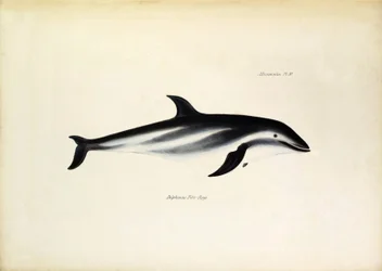 Delphinus Fitz-Royi, Schwarzer Delfin oder Fitzroy, benannt nach Kapitän Robert FitzRoy von der Beagle. Tafel aus „The zoology of the voyage of H.M.S. Beagle“, beschrieben von John Gould, mit Anmerkungen zu ihren Lebensgewohnheiten von Charles Darwin